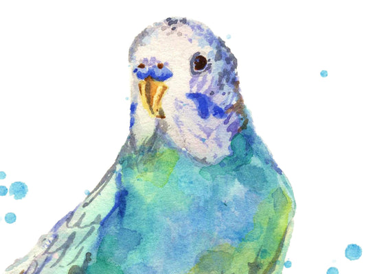 Bertie Blue - giclee watercolour budgie print - UK made - many sizes