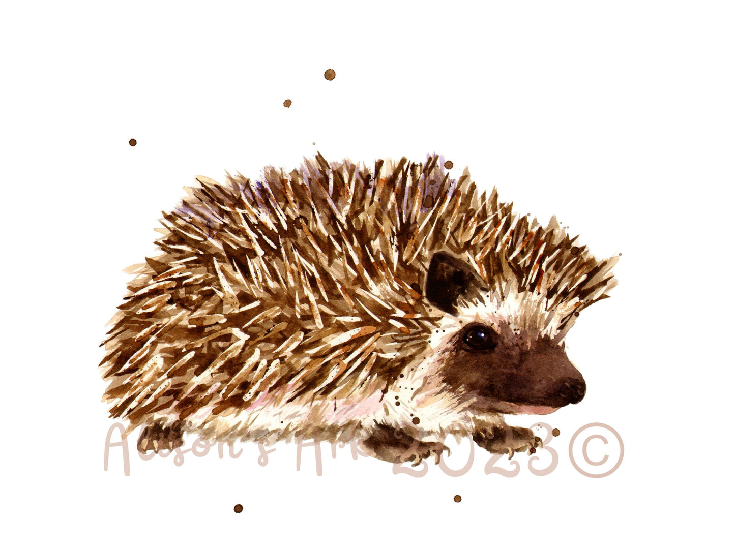 Prickly Paul - giclee watercolour hedgehog print - UK made - many sizes