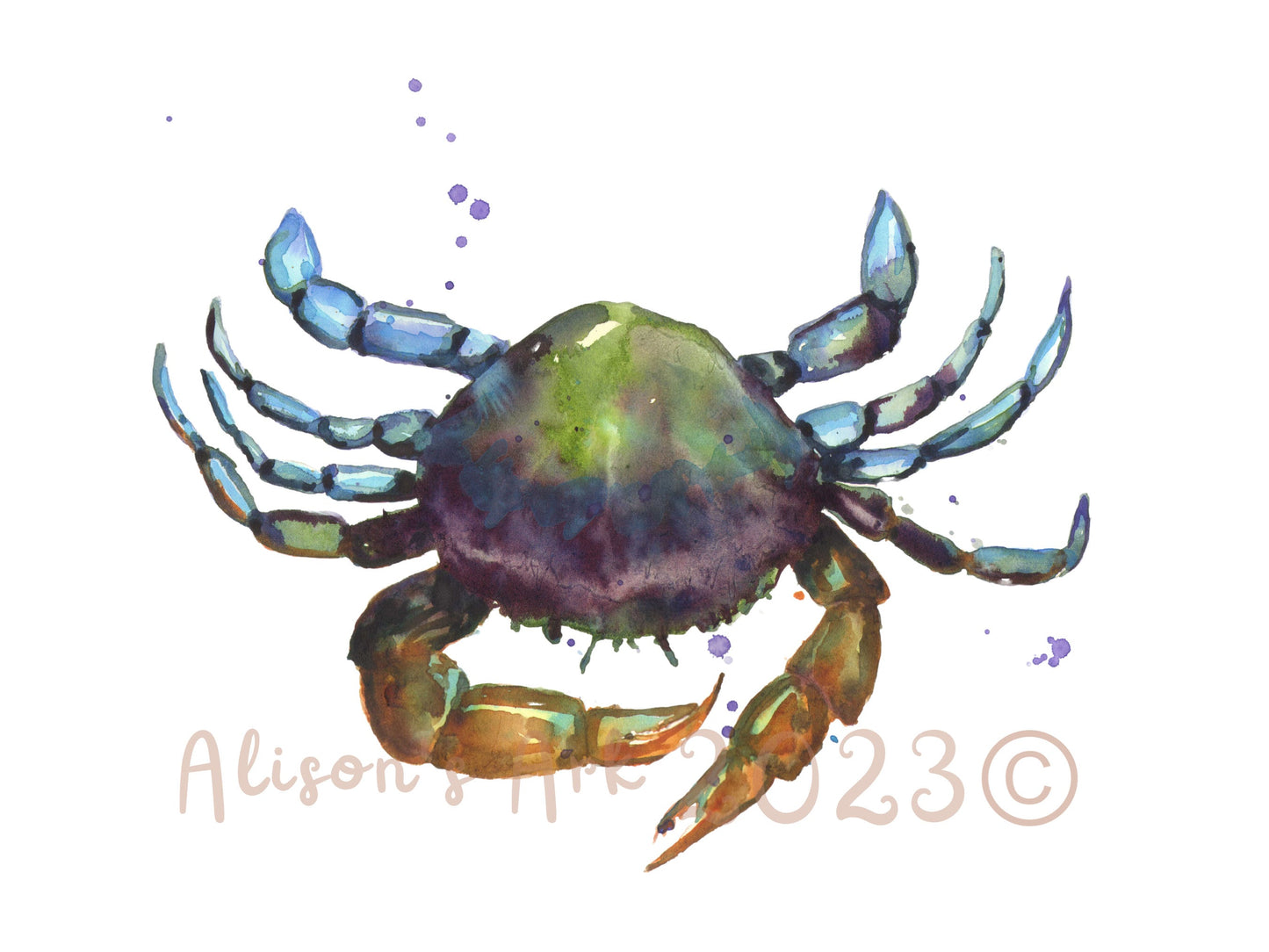 Poseidon's Pincher - giclee watercolour crab print - UK made - many sizes